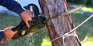 Best Tree Health Inspection  in East Moline, IL