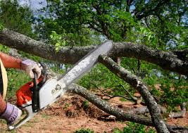 Best Seasonal Cleanup  in East Moline, IL